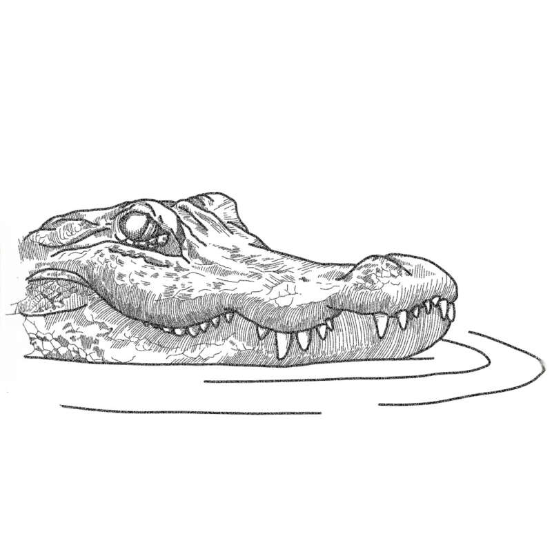 Country pleasin illustration alligator and pork