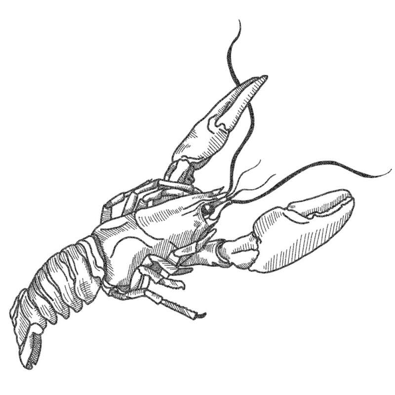 Country pleasin illustration crawfish and pork