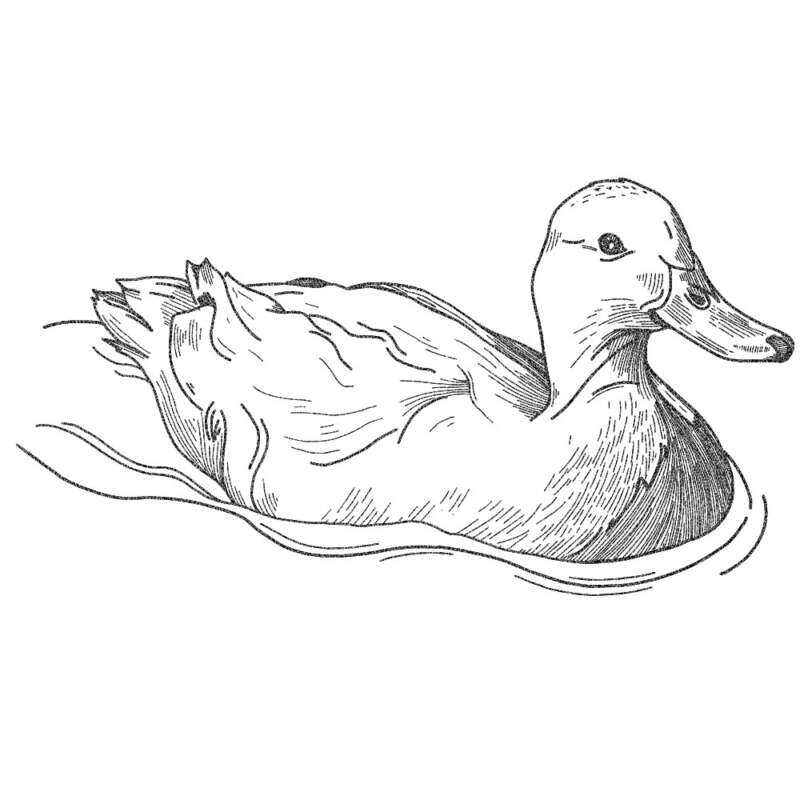 Country pleasin illustration duck and pork